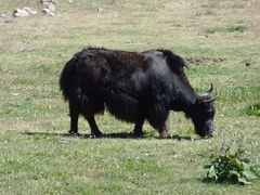 Yak - Tajikistan